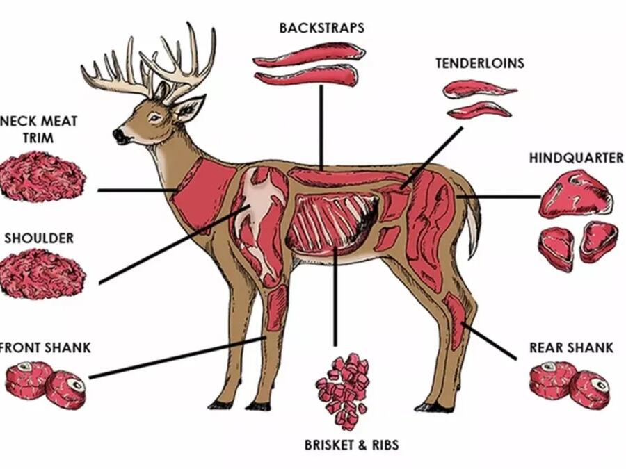 22 Best Deer Meat Nutrition Facts