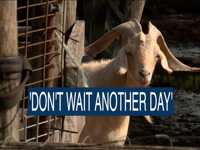 Keeping pets and livestock safe as hurricane season approaches