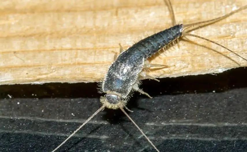 What Most Indiana Residents Don’t Realize About Silverfish Inside Their ...