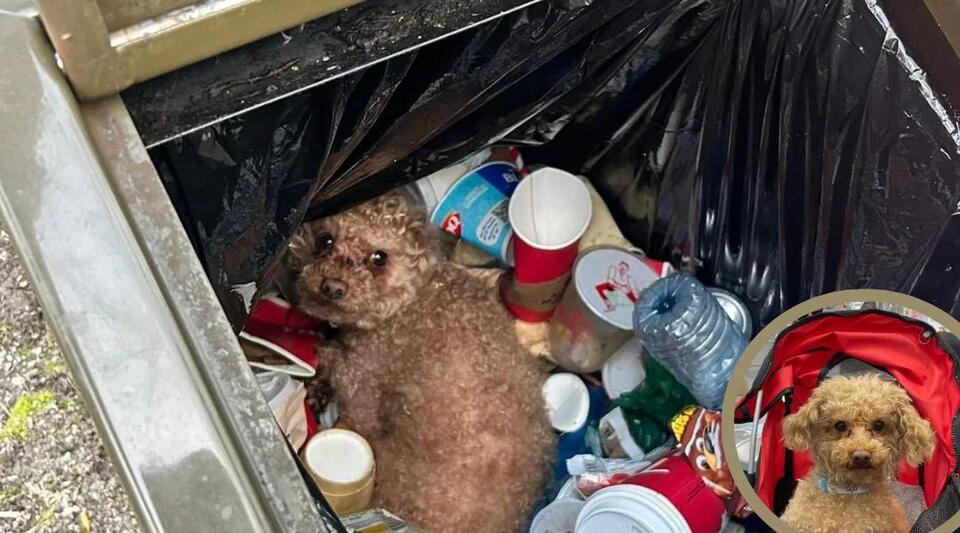 Dog Was Left in the Trash—Now He Finally Has a Family - NewsBreak