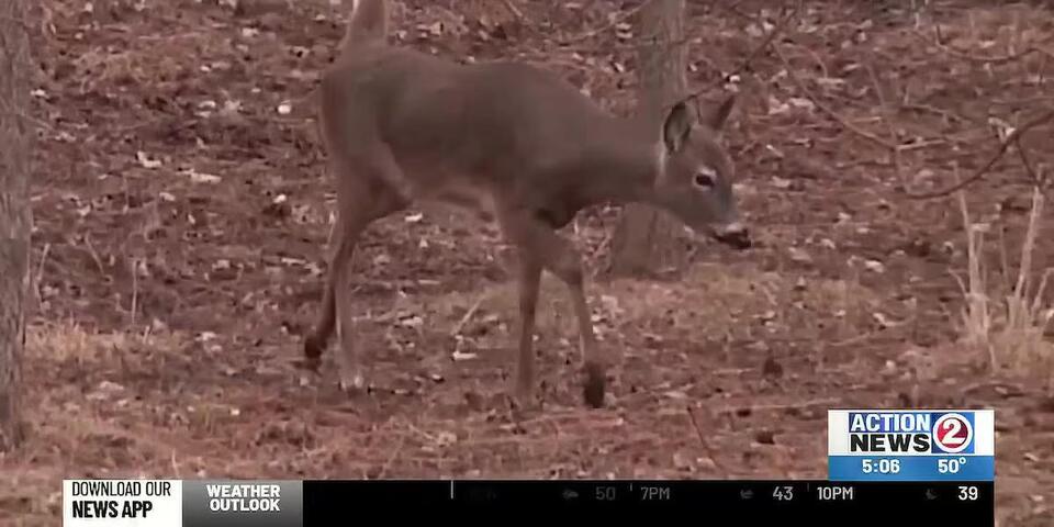 DNR confirms first CWD case in Marinette County deer - NewsBreak