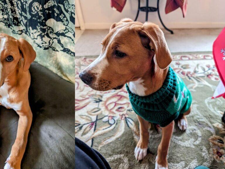 Pennsylvania Animal Shelter Celebrates Empty Kennels for the First Time