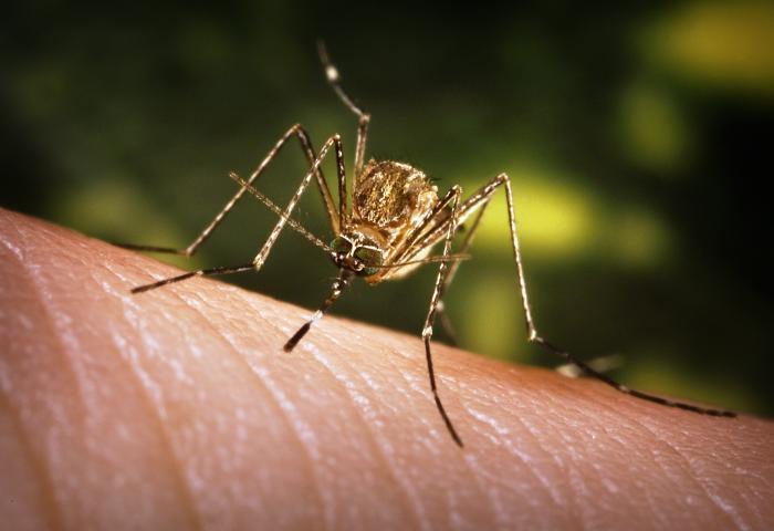 West Nile virus activity map for Sacramento and Yolo - NewsBreak