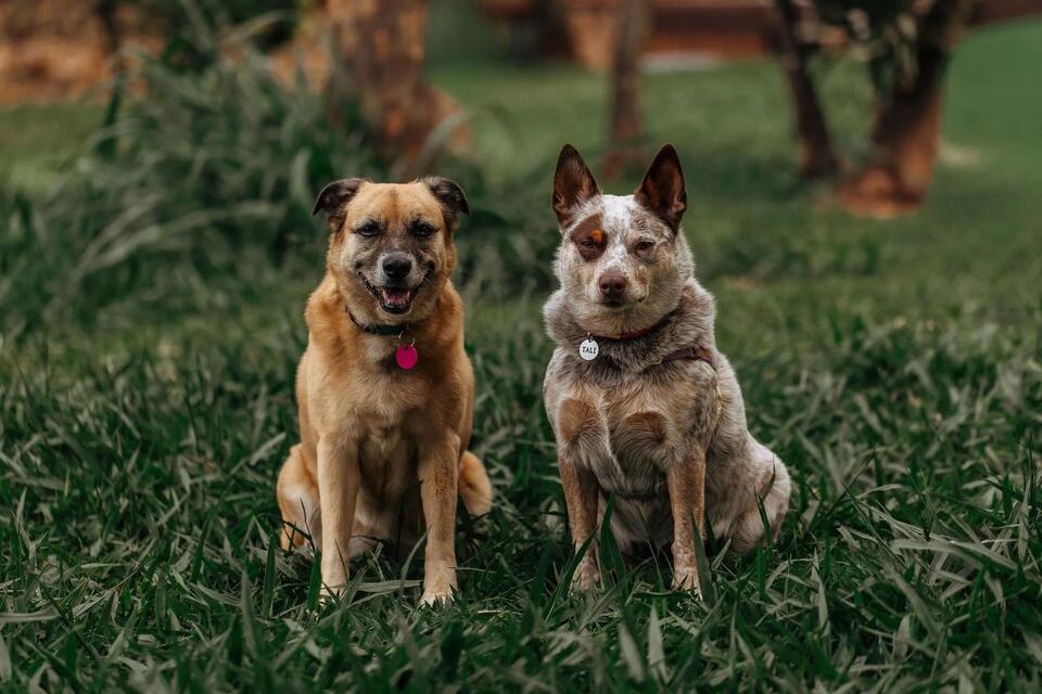 Dog Tag Laws in Iowa: License, Rabies, and Collar Tag Rules Explained ...