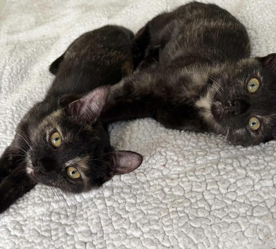 🐱 Playful Tortoiseshell Kittens & More Cats Ready in Harrison, NY ...