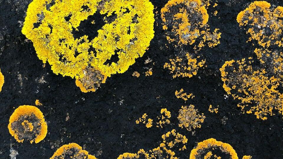 Ancient Pollen Samples Uncover Dinosaur Dietary Secrets - NewsBreak