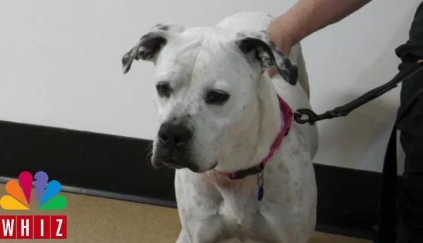 Animal Shelter Society Pet of the Week: Meet Petunia, Again!