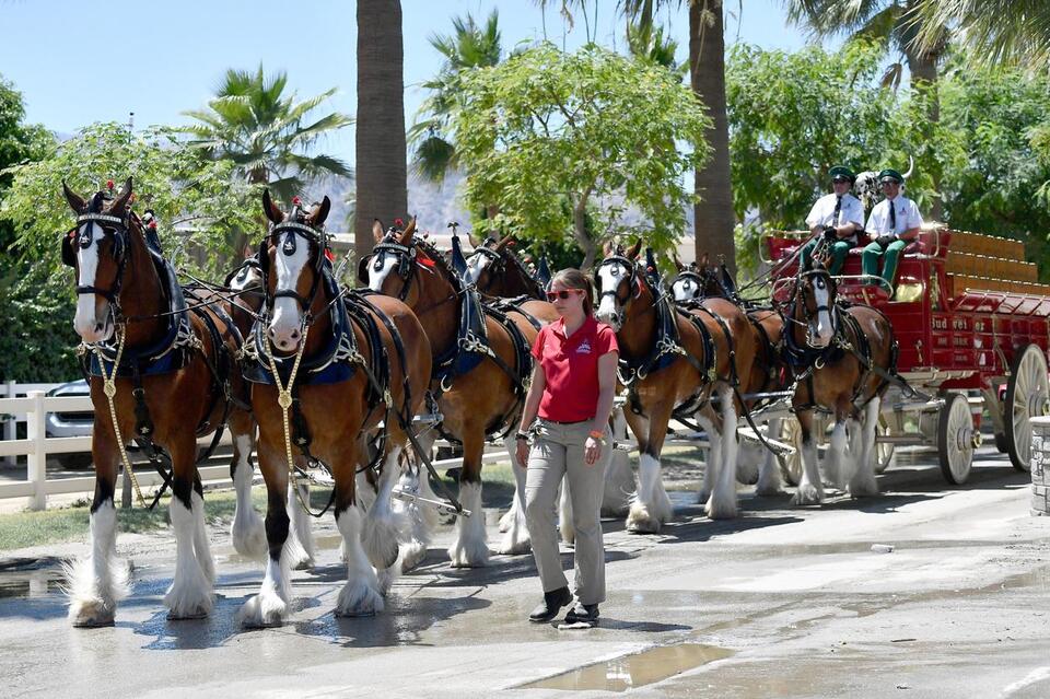 See the Budweiser Clydesdales at Marshall #39 s Wonderland Of Lights