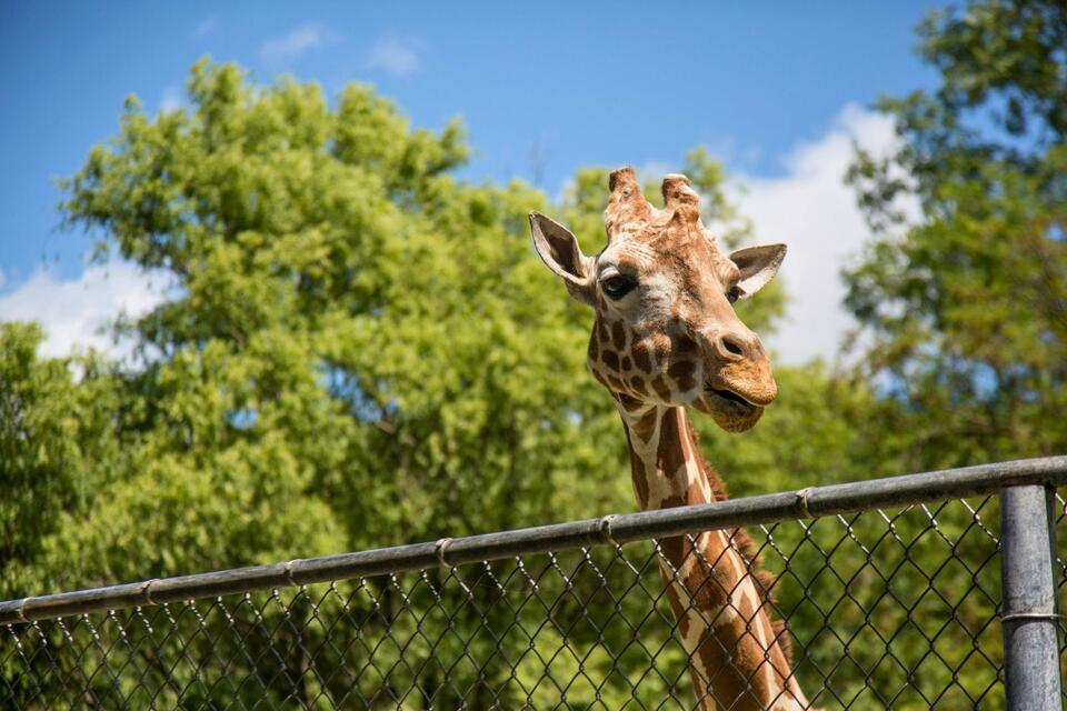 What Happened To The Milham Park Zoo In Kalamazoo? - NewsBreak