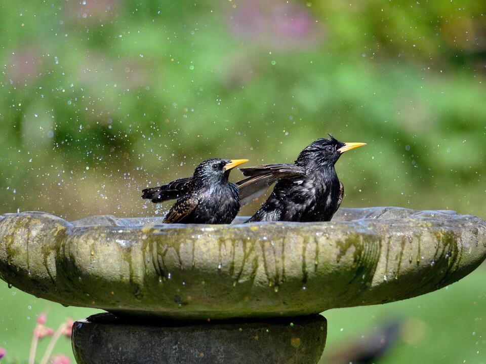 The Simplest (and Safest) Way to Clean a Bird Bath, Experts Say