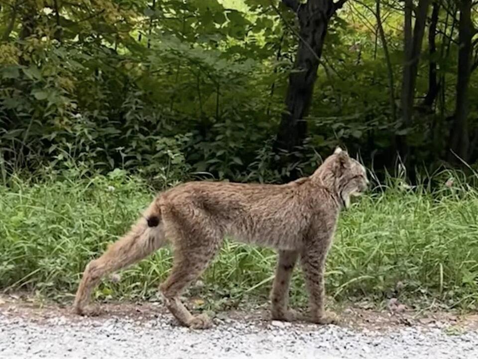 That’s No Bobcat Confirmed Sighting of Rare Animal in Vermont