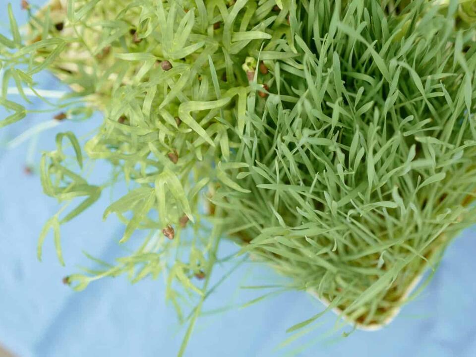 Artificial Grass vs Real Grass 10 Key Factors to Consider Before Deciding