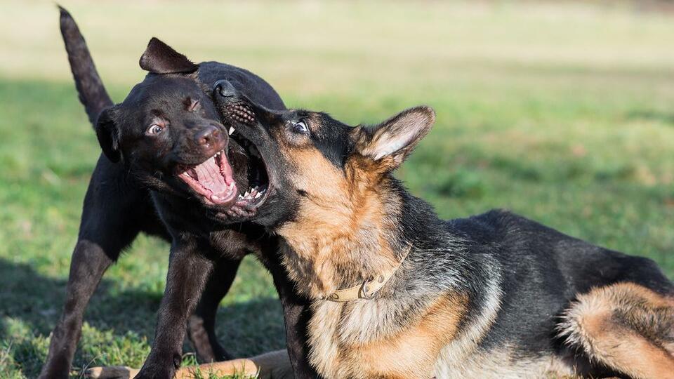 6 Dangerous Dog Breeds Prone to Aggressive Playing - NewsBreak