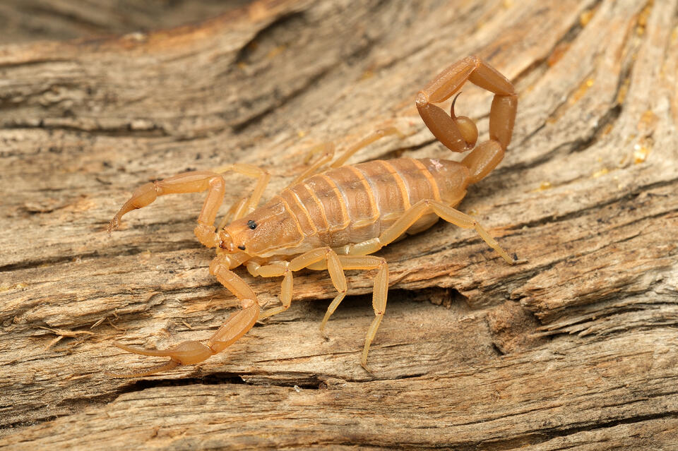 14 Dangerous Bugs in California (With Pictures and Identification ...