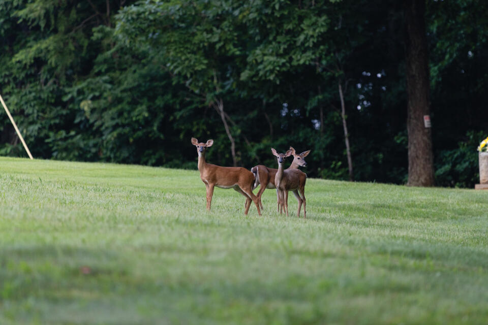 A Wildlife Welcome Mat: 4 Ideas to Create a Wildlife-Friendly Yard and Garden