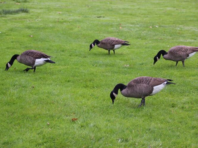 How To Get Rid Of Geese, According To An Expert
