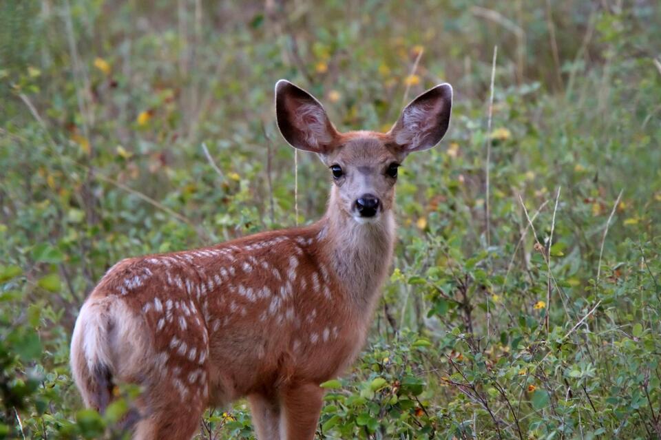 7 Types of Deer in North America: A Species-by-Species Guide - NewsBreak
