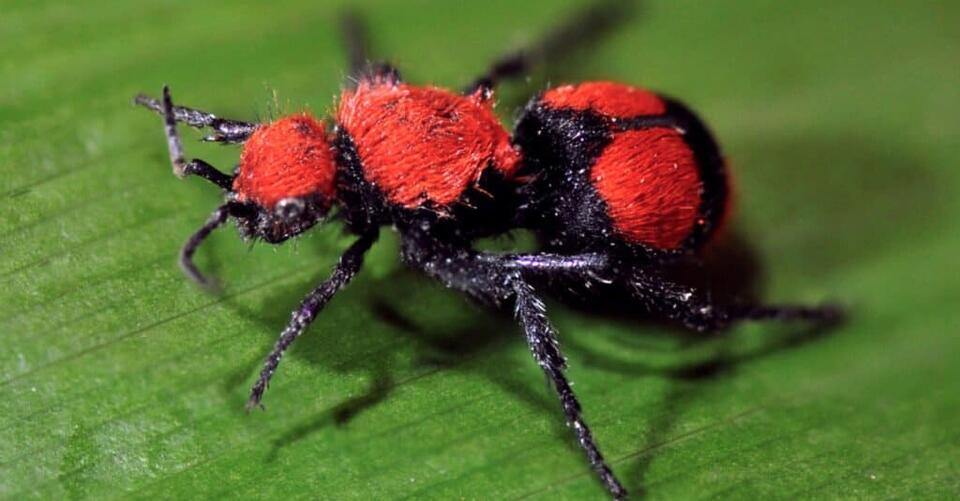 10 Most Beautiful Insects In The World - NewsBreak