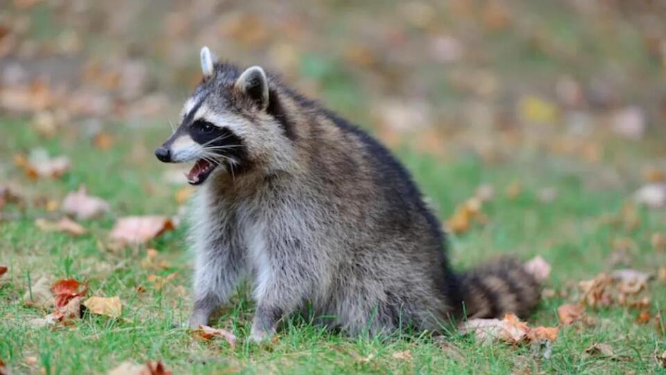 Is It Legal to Own a Raccoon in Colorado? Key Laws and Safer ...