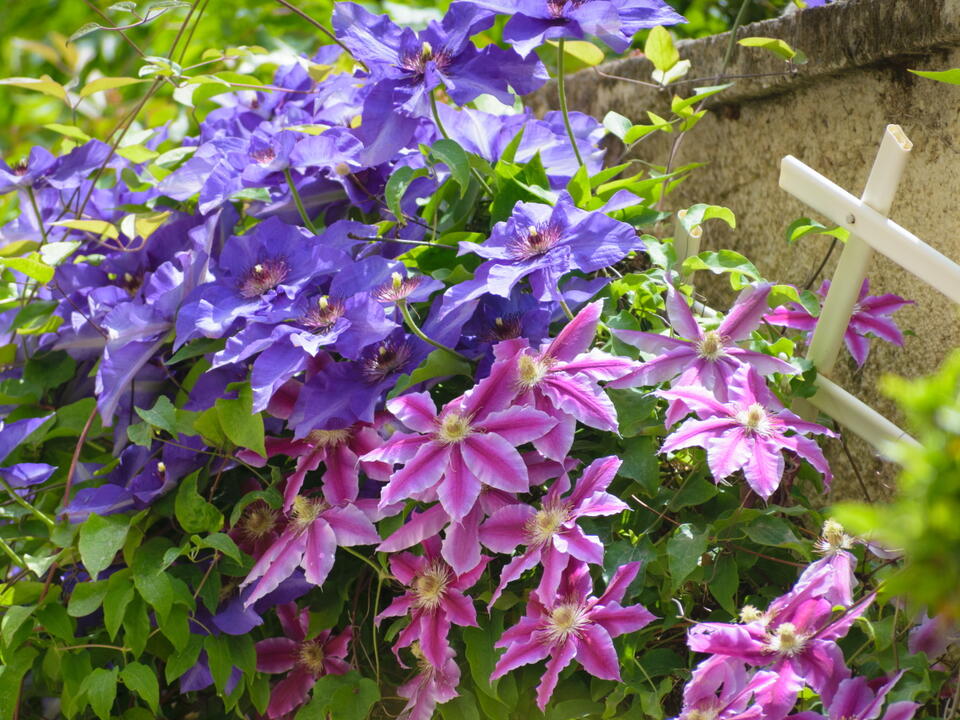 Why does my clematis plant have yellow and brown leaves? Expert advice