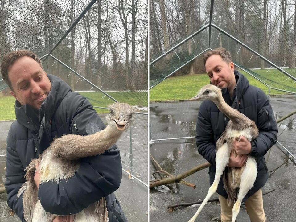 100 animals seized from LI home after man seen walking ostrich on leash ...