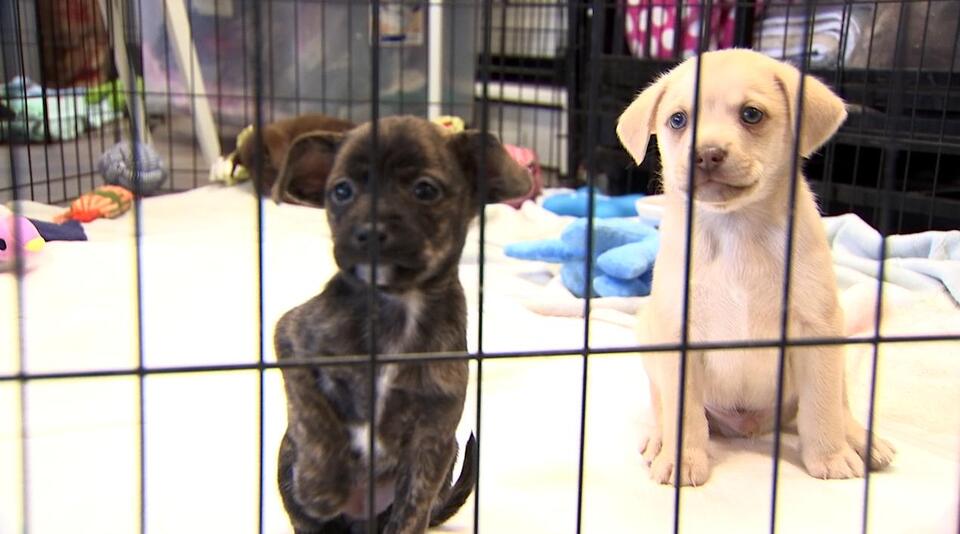 State lawmaker files bill focusing on helping animal shelters with spay ...