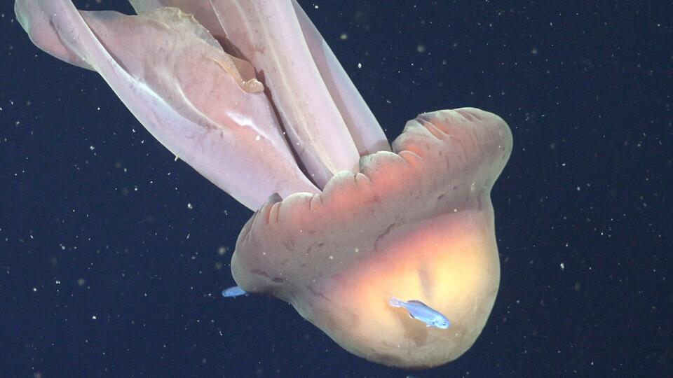 Giant 'Phantom' Jellyfish Found With Entourage of Fishy Passengers Hitching a Ride
