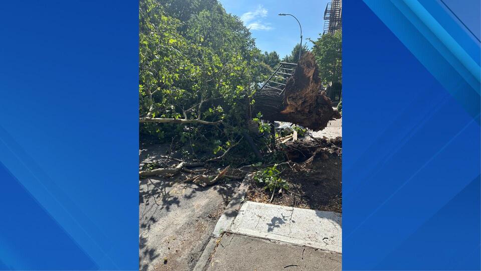 Severe storms leave downed trees, power outages throughout NY, NJ