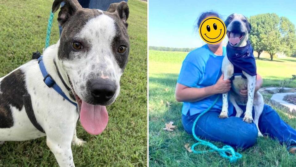 Meet Splash Sunbeam: The 1-Year-Old Pup Looking For Love After ...