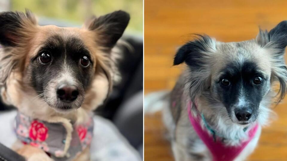 Meet Ophelia: The Gentle Papillon Mix Seeking a Loving Home - NewsBreak