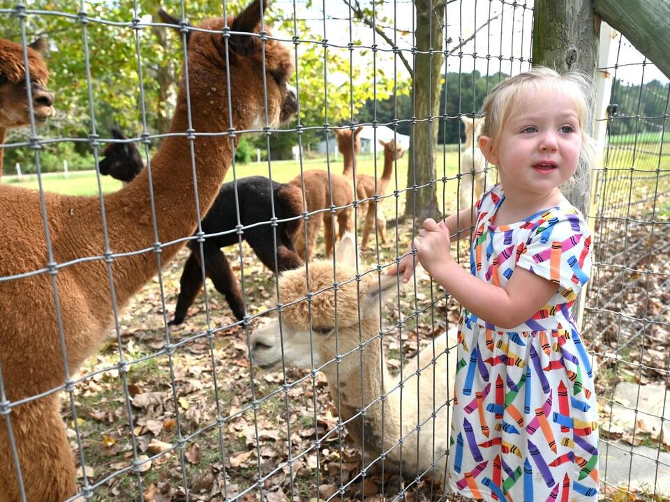 16th annual Alpaca Farm Festival draws hundreds of families to Preston