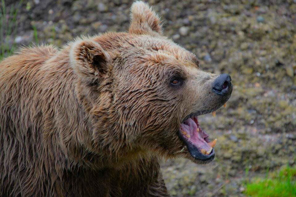 Would You Survive a Montana Bear Encounter? Learn the Rules