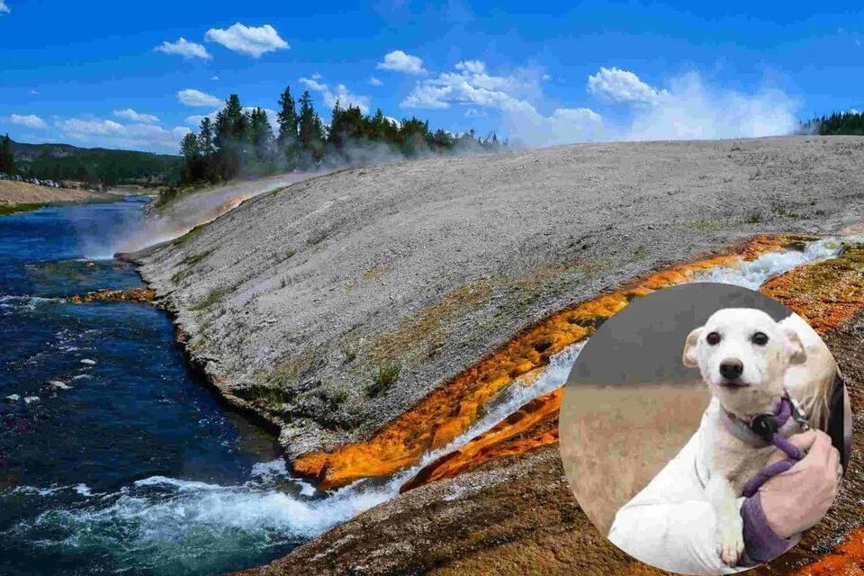Dog vanishes into bear and wolf territory for 35 days but fate had one ...