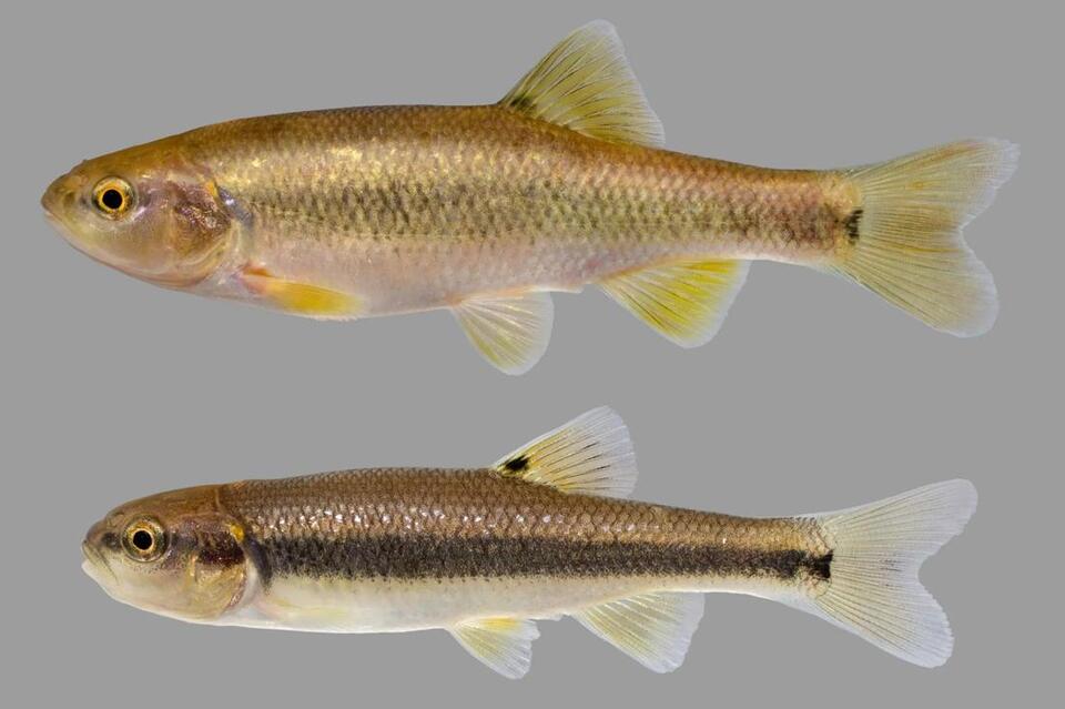 24 Chub Fish Species: Characteristics, Habitats, and How to Identify ...