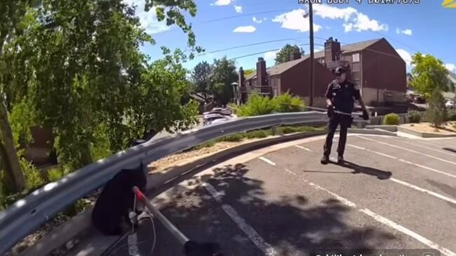 Englewood officer tases loose dog with fish hook in its head