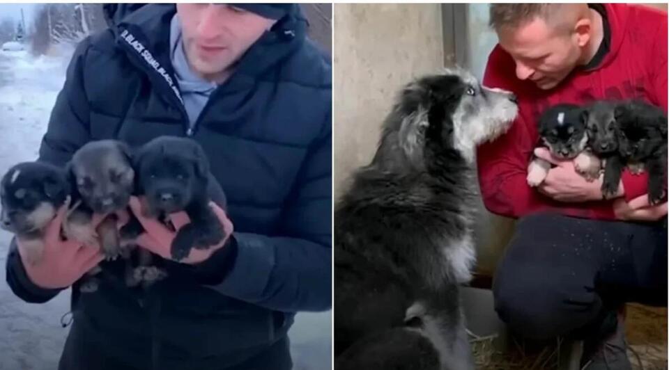Mama Dog Begs Man to Save Her Puppies From The Freezing Cold - NewsBreak