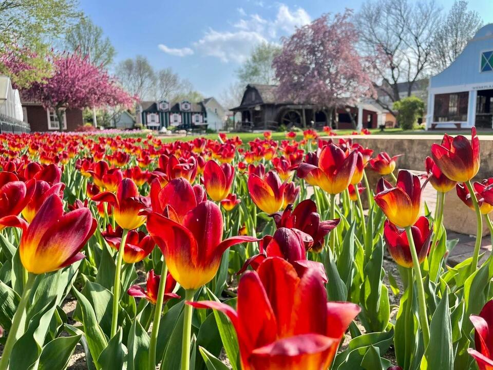 10 Iowa Spring Festivals to Add to Your 2026 Calendar [LIST] - NewsBreak