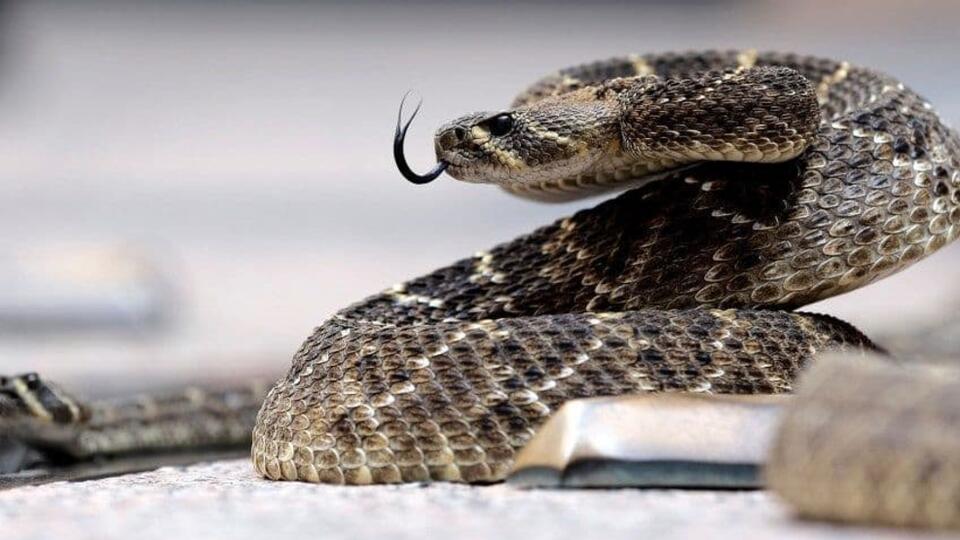 Man airlifted to hospital after timber rattlesnake bite in Somerset ...