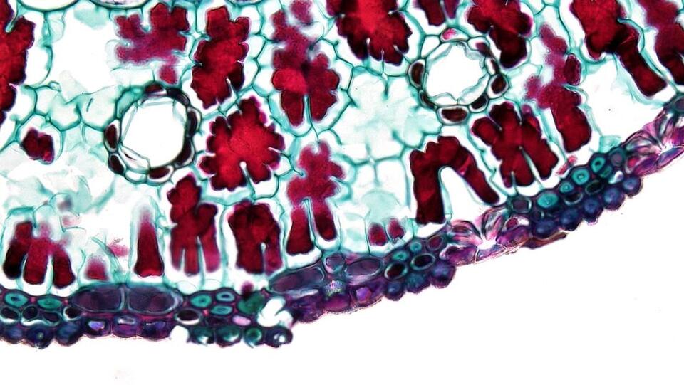 AI method automates myelin sheath organization analysis - NewsBreak