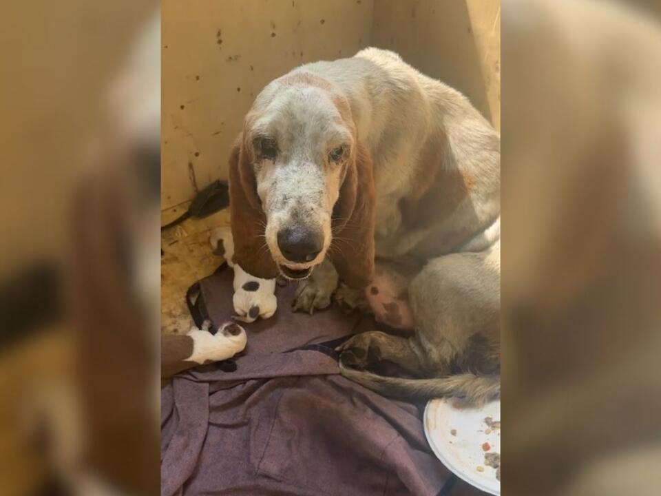 Stray Who Was Forced To Give Birth In A “Pouring Rain” Is Finally Safe ...