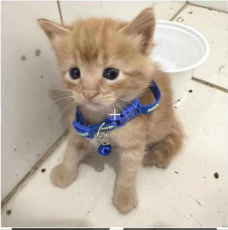 🐱 Sweet Hartford Kittens & Young Cats Ready for Adoption - NewsBreak