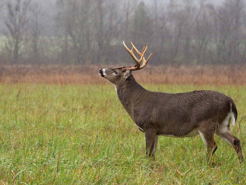 The Largest Whitetail Deer Ever Caught in Washington was a Majestic