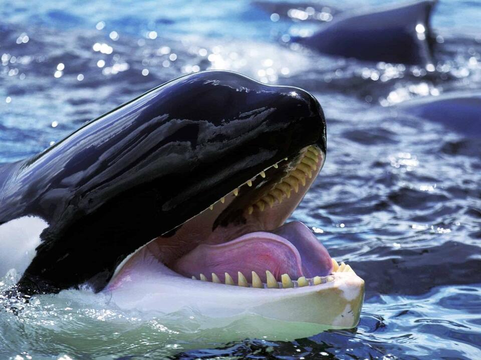 Discover Why Scientists Believe Killer Whales Are Attacking Boats… On