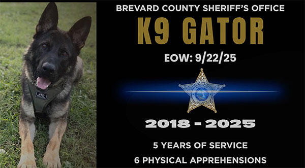 Brevard County Sheriff’s Office Mourns Unexpected Loss of K9 Gator ...