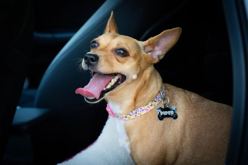 Dog Tag Laws in Colorado: License Rules by City and County Explained ...