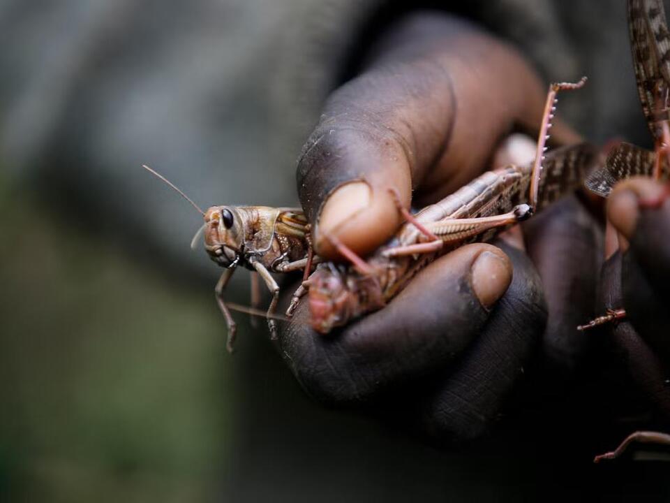 Larger locust outbreaks are a risk of more erratic weather, scientists warn