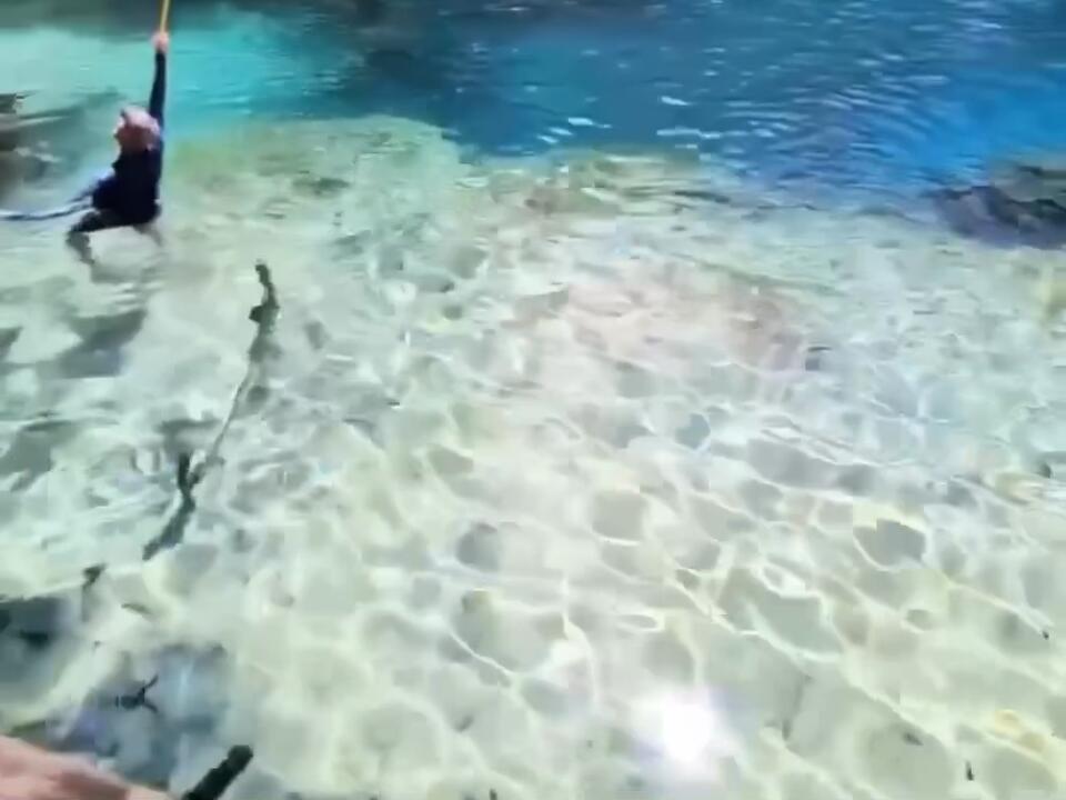 A bunch of Florida things part 125! Florida FloridaSprings Alligator Shark Attack Springs