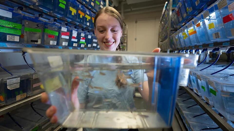 Small fish, big impact: UMaine’s new Zerbafish research lab - NewsBreak