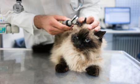 Picture of Autoimmune Disease in Cats: Types and Symptoms To Watch Out For - NewsBreak