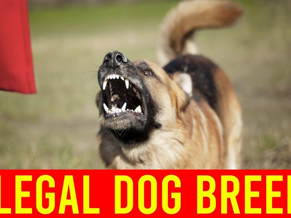 This Video Is About Top 10 Illegal Dog Breeds In The World Amazing